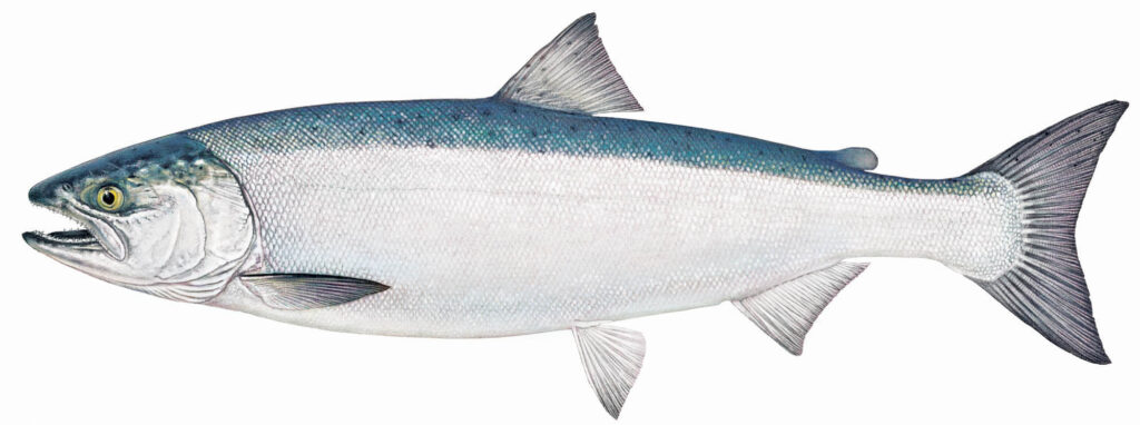 Coho Salmon – Minnesota Steelheader