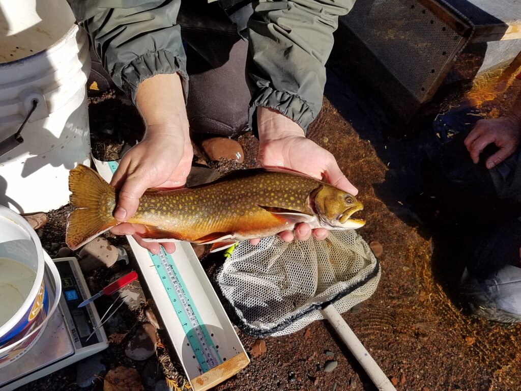 Coaster Brook Trout Minnesota Steelheader