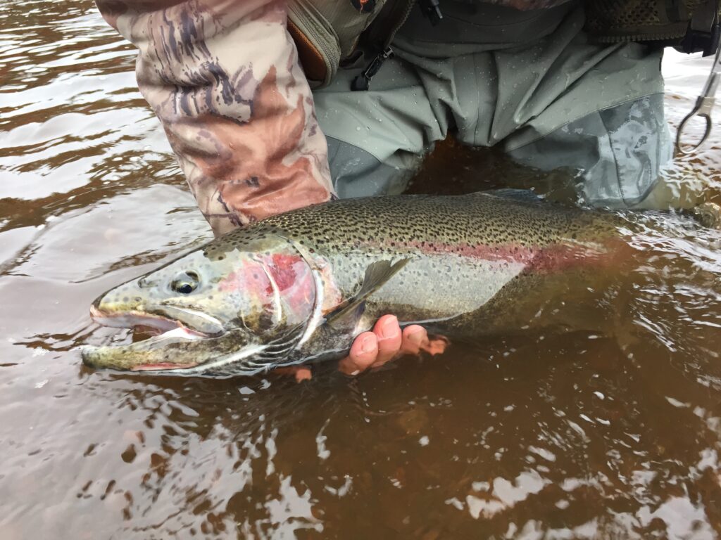 We're ADDICTED to Winter Steelhead. See why – Addicted Fishing