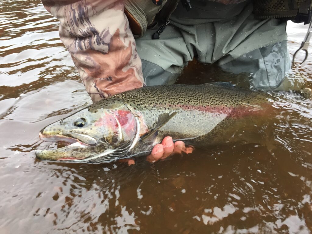 With water temps dropping, catch early steelhead in the 'surf zone