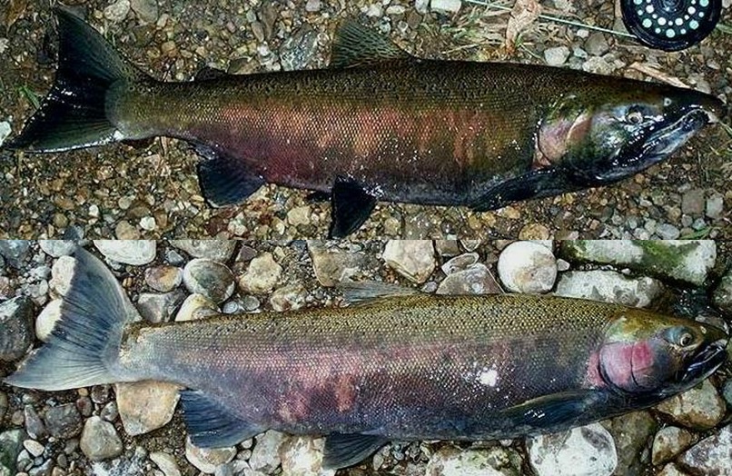 Cohos in the cold: Salmon appear on North Shore earlier than in most years  - Duluth News Tribune