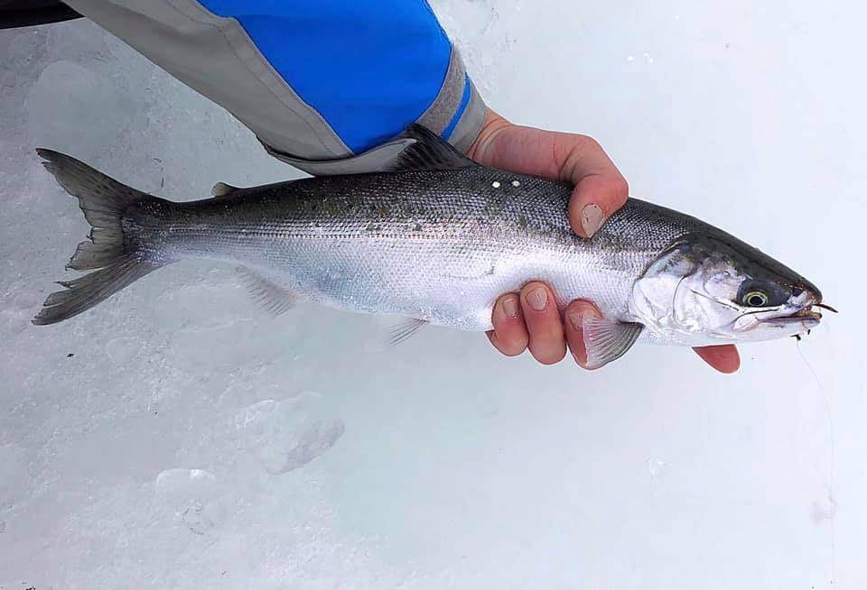 Top three lures on Lake Superior - Salmon & Trout - Salmon & Trout